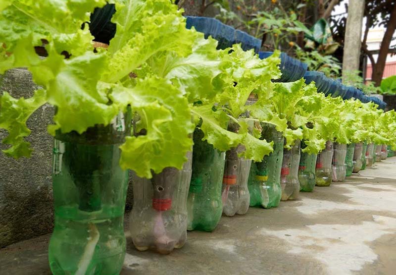 Vườn rau bằng chai nhựa