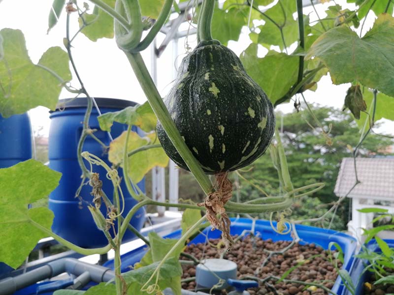 Viên đất nung làm Aquaponics