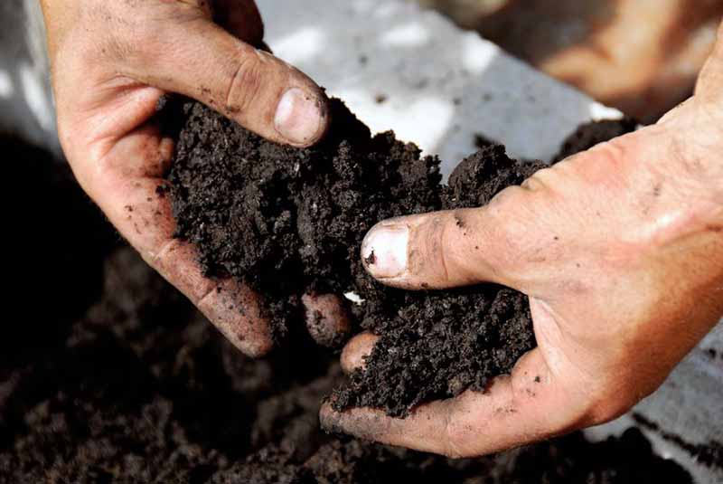 Axit humic với cây trồng