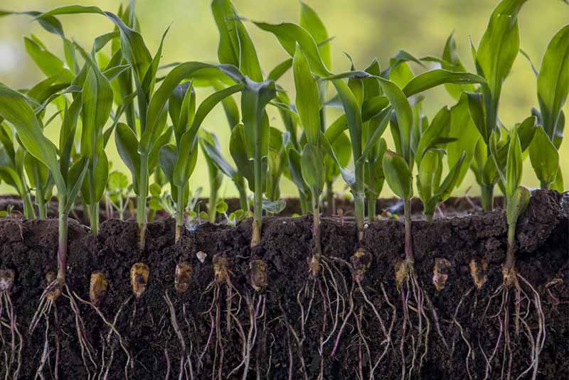 Axit humic với cây trồng