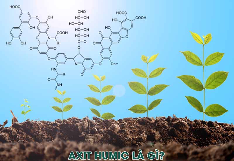 Axit humic với cây trồng