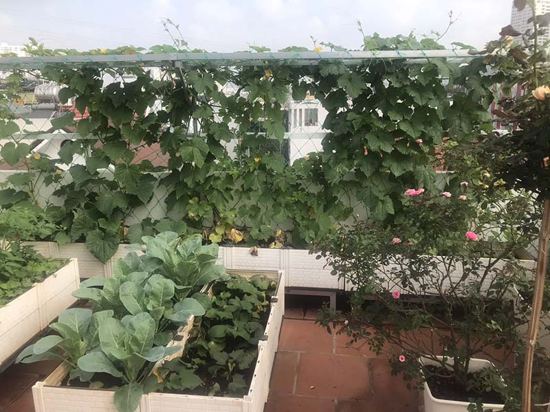 Cách trồng rau leo giàn mới nhất