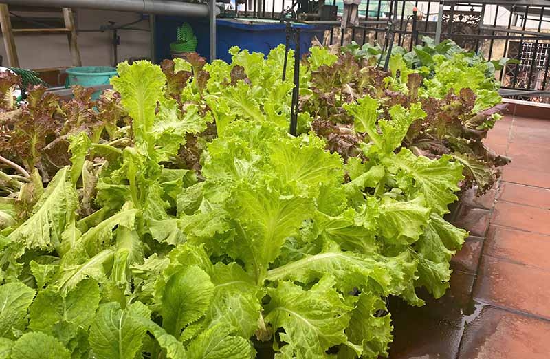 Cách trồng cây xà lách tại nhà