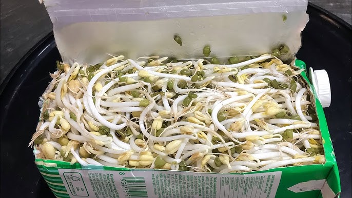 Cách trồng rau giá tại nhà 