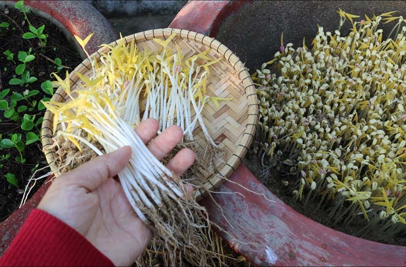 Cách trồng rau giá tại nhà 