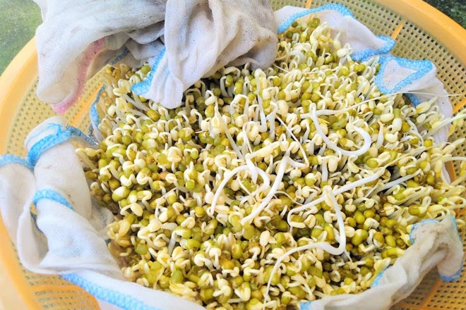 Cách trồng rau giá tại nhà 