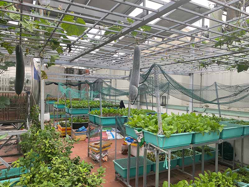 Kế hoạch trồng rau sạch cho 5 người ăn