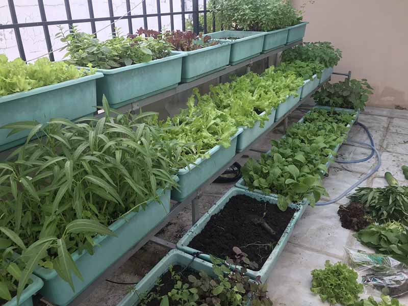 Kế hoạch trồng rau sạch cho 5 người ăn