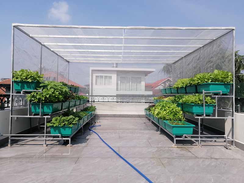Mô hình nhà kính trồng rau sạch