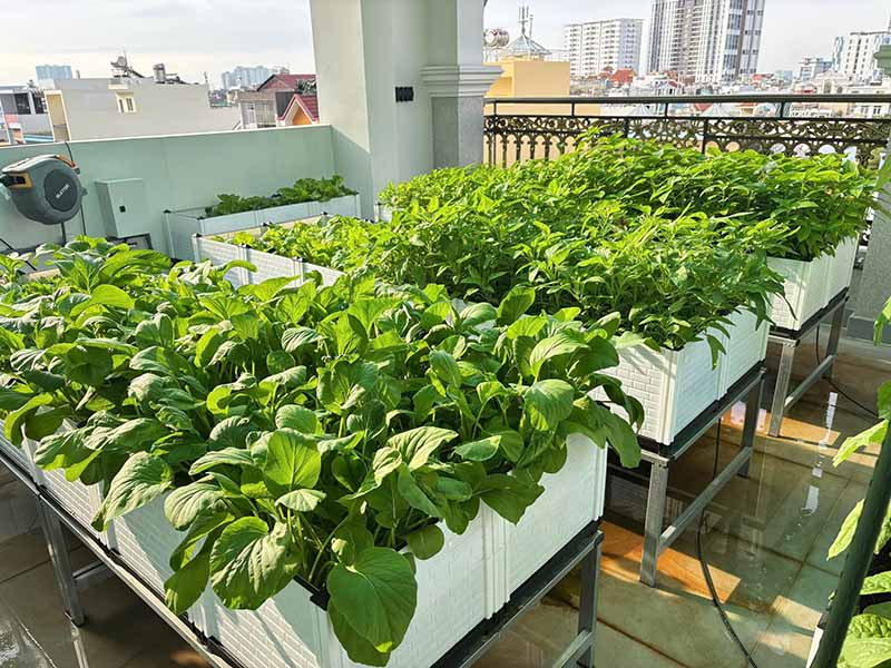 Mô hình trồng rau an toàn cho nhà phố