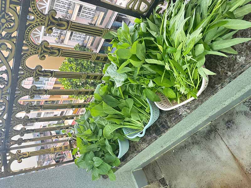 Mô hình trồng rau an toàn cho nhà phố