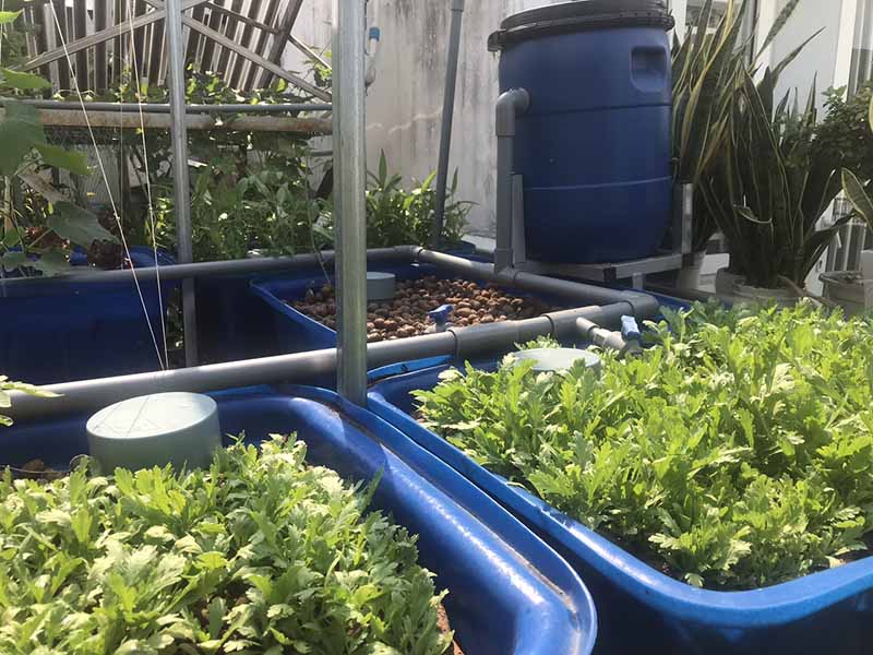 Mô hình trồng rau an toàn cho nhà phố