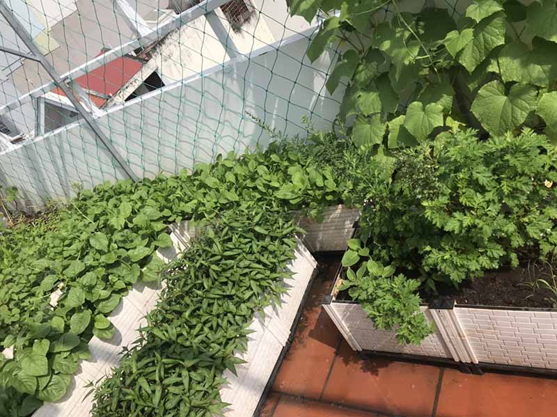 Mô hình trồng rau an toàn cho nhà phố