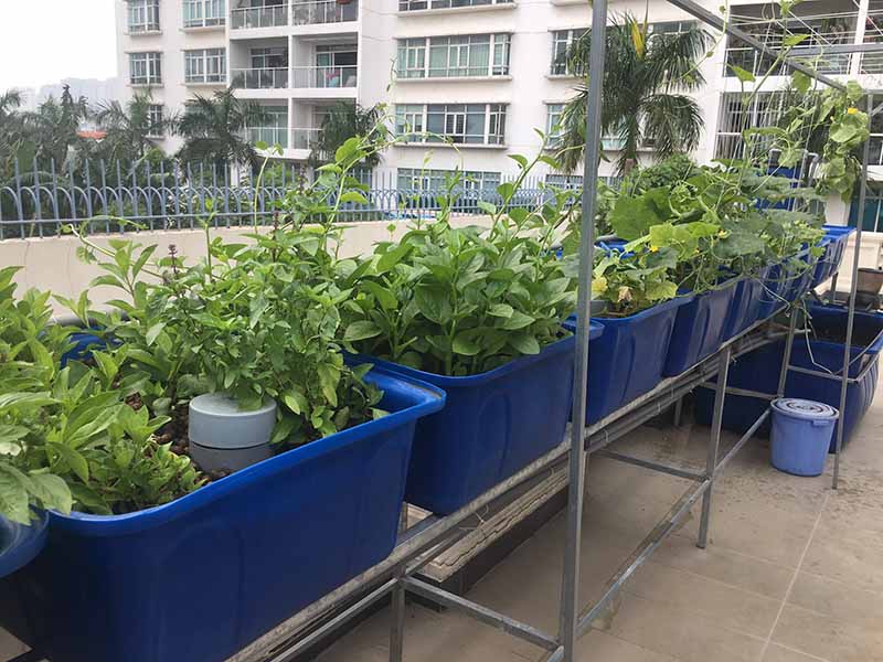 Mô hình vườn rau cho nhà 5 người ăn