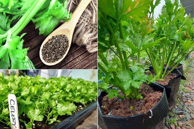 Rau vườn nhà tốt cho người bệnh gout