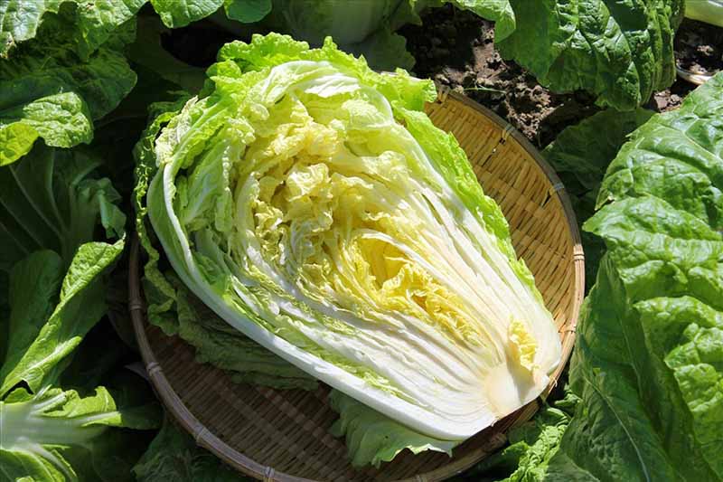 Rau vườn nhà tốt cho người bệnh gout