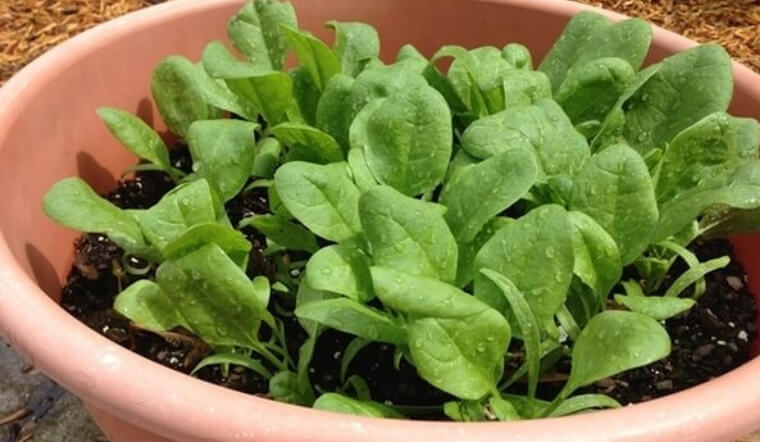 Rau vườn nhà tốt cho người bệnh gout