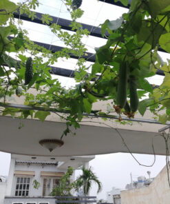 Hệ thống trồng rau nuôi cá aquaponics 8 khay