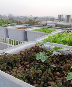 Hệ thống trồng rau nuôi cá aquaponics 8 khay