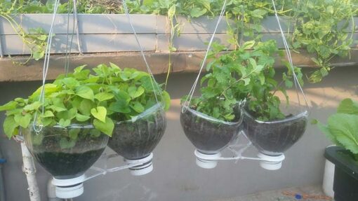 Trồng rau sạch tại nhà - 5+ mô hình ĐƠN GIẢN, HIỆU QUẢ