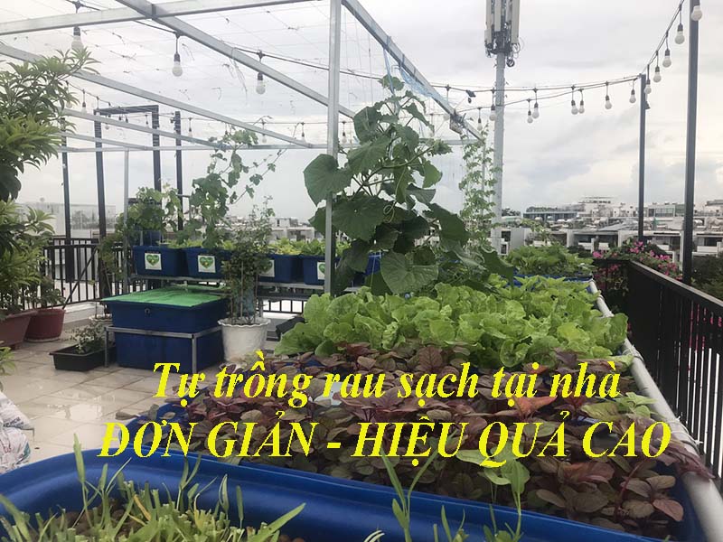 Tự trồng rau sạch tại nhà