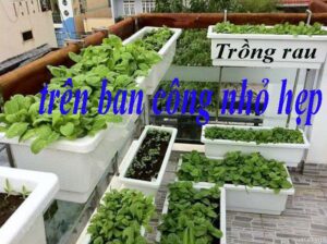 Trồng rau trên ban công chung cư