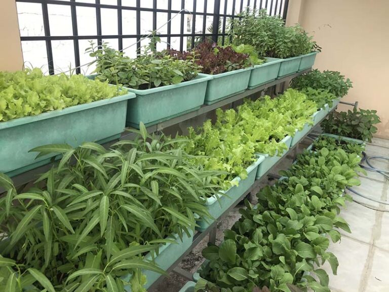 Trồng rau sạch tại nhà làm sao ĐƠN GIẢN, HIỆU QUẢ