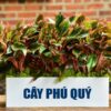 Cây phú quý đỏ