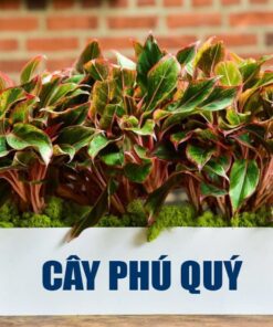 Cây phú quý đỏ