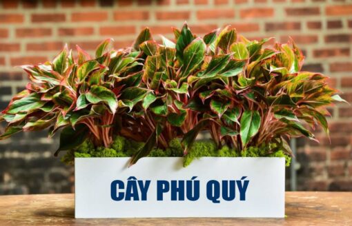 Cây phú quý đỏ