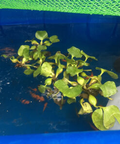 mô hình Aquaponics gia đình