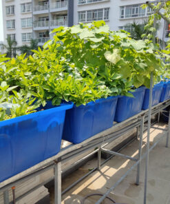 mô hình Aquaponics gia đình