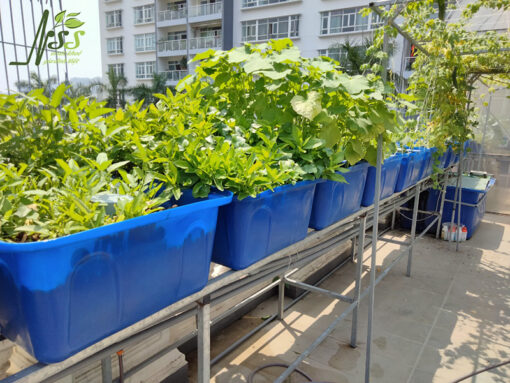 mô hình Aquaponics gia đình