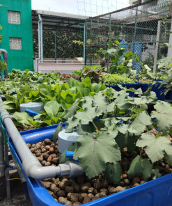 mô hình Aquaponics gia đình