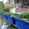 mô hình Aquaponics gia đình