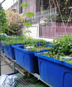 mô hình Aquaponics gia đình