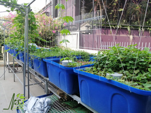 mô hình Aquaponics gia đình