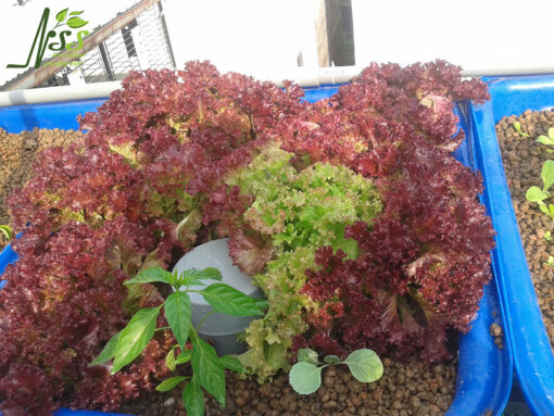 mô hình Aquaponics gia đình