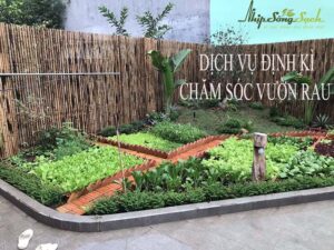 Chăm sóc vườn rau