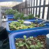 Mô hình Aquaponics 5 khay rau 50 lít