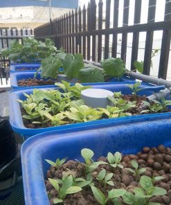 Mô hình Aquaponics 5 khay rau 50 lít