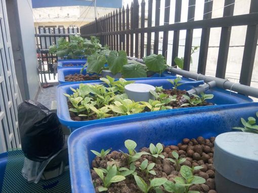 Mô hình Aquaponics 5 khay rau 50 lít