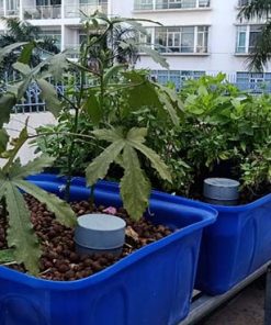 Aquaponics 4 khay rau 50 lít