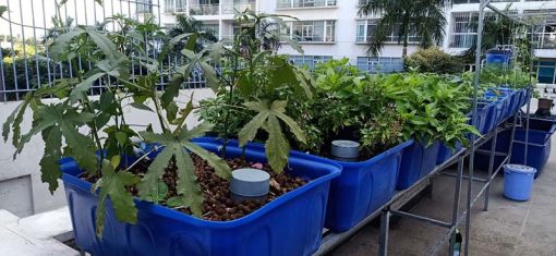 Aquaponics 4 khay rau 50 lít