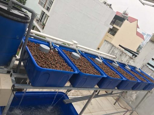 Aquaponics 4 khay rau 50 lít