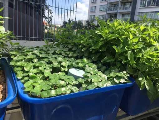 Aquaponics 4 khay rau 50 lít