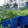 Aquaponics 4 khay rau 50 lít