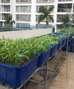 Mô hình Aquaponics 7 khay rau sân thượng