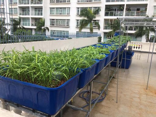 Mô hình Aquaponics 7 khay rau sân thượng