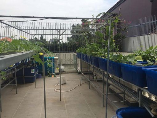 Mô hình Aquaponics 7 khay rau sân thượng